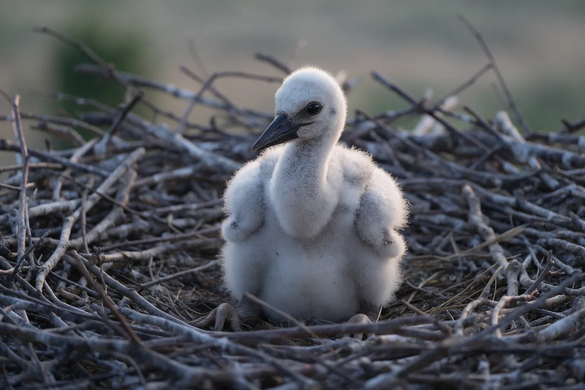 Amadeus the white stork