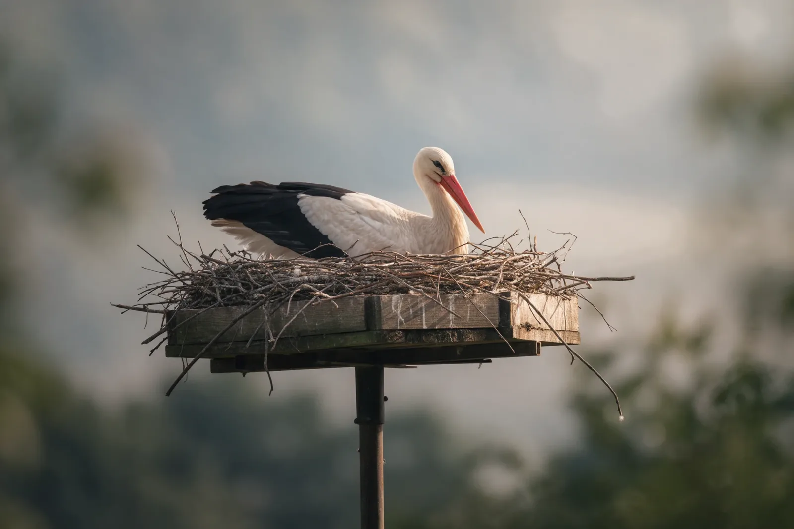 A stork settling onto a wooden nest platform